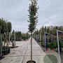 Quercus ilex 180 cm stam container 12-14 leiboom