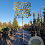 Quercus ilex 180 cm stam container 16-18
