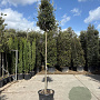 Quercus ilex 200 cm stam container 14-16 hoge lei