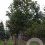 Quercus stellata 200-250 cm container meerstammig