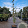 Quercus suber 175-200 cm 45L meerstammig solitair