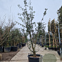 Quercus suber 200-250 cm cont. 110L MPS
