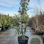 Quercus suber 250-300 cm container meerstammig