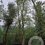 Quercus suber 550-600 cm container meerstammig