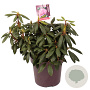 Rhododendron 'Roseum Elegans' 50-60 cm 13L
