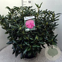 Rhododendron 'Roseum Elegans' 60-80 cm 20L