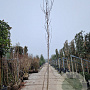 Robinia ps. 'Frisia' 200 cm stam container 14-16 hoge lei