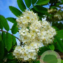 Sorbus auc. 'Rossica Major' 14-16 HO container