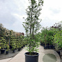 Sycoparrotia semidecidua 400-450 cm container meerstammig