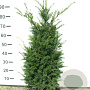 Taxus baccata 80-100 cm draadkluit