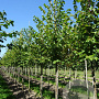 Tilia cordata 'Winter Orange' 12-14 HO draadkluit 3 X verplant