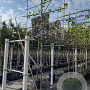 Tilia europaea 'Pallida' 10-12 HO container 180 cm stam leiboom