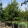 Tilia europaea 'Zwarte Linde' 14-16 HO draadkluit 3 X verplant