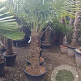 Trachycarpus fortunei 80 cm stam container
