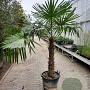 Trachycarpus fortunei 90 cm stam container