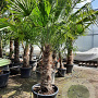 Trachycarpus fortunei 100 cm stam container