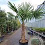 Trachycarpus fortunei 110 cm stam container