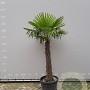 Trachycarpus fortunei 120 cm stam container