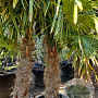Trachycarpus fortunei 140 cm stam container