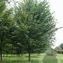 Ulmus americana 'Princeton' 20-25 HO draadkluit 3 X verplant