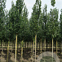 Ulmus 'Columella' 12-14 HO draadkluit 3 X verplant