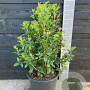 Viburnum tinus 60-80 cm 20L