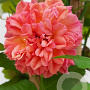 Rosa (K) 'Aloha' 150-175 cm vierkant rond 5,5L