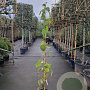 Actinidia deliciosa Solissimo 200-250 cm 10L