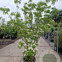 Cornus k. 'Milky Way' 150-175 cm container meerstammig