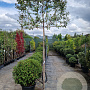 Elaeagnus ebbingei 6-8 cm container 200 cm stam leiboom