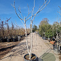 Ficus carica 250-300 cm container meerstammig 3 stam