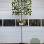 Prunus lusitanica Tico 8-10 HO container 180 cm stam lei 150x150