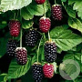Rubus Boysenberry 150-175 cm vierkant rond 5,5L