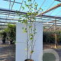Acer capillipes 250-300 cm container meerstammig