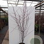 Acer capillipes 300-350 cm container meerstammig