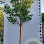 Acer griseum 12-14 HO container
