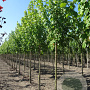 Acer rubrum 'Scanlon' 20-25 HO draadkluit