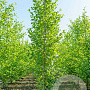 Alnus glutinosa 16-18 cm draadkluit geveerd
