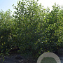 Alnus glutinosa 200-250 cm draadkluit meerstammig