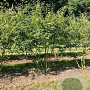Amelanchier lamarckii 250-300 cm draadkluit meerstammig 100-150 breed