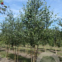 Betula pendula 350-400 cm draadkluit meerstammig