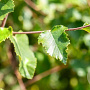 Betula pubescens 25-30 HO draadkluit
