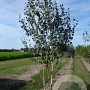 Betula utilis 'Doorenbos' 250-300 cm draadkluit meerstammig 100-150 breed