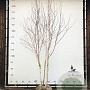 Betula utilis 'Doorenbos' 300-350 cm draadkluit meerstammig