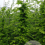 Carpinus betulus 14-16 cm draadkluit geveerd