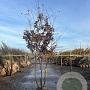 Carpinus betulus 250-300 cm draadkluit meerstammig 100-150 breed