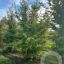 Carpinus betulus 450-500 cm draadkluit meerstammig