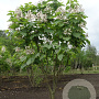 Catalpa bignonioides 250-300 cm draadkluit meerstammig 100-150 breed