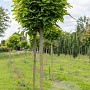 Catalpa bignonioides 'Nana' 16-18 HO draadkluit boven vered. 225 cm stam