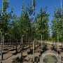Celtis australis 12-14 HO draadkluit